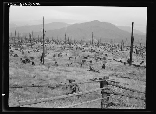 Untitled photo, possibly related to: Stumps and sags on uncleared land. Priest River country, Bonner County, Idaho. General caption 49