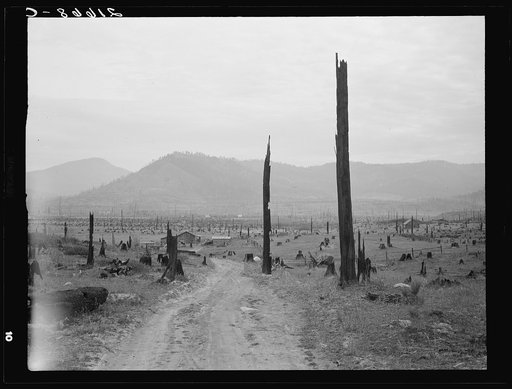 Landscape: stumps, sags, and stump farm in Priest River Valley. Bonner County, Idaho. General caption 49