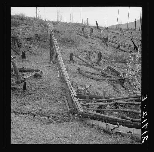 Fencing on new farms in cut-over area. Priest River Valley, Bonner County, Idaho. See general caption 49