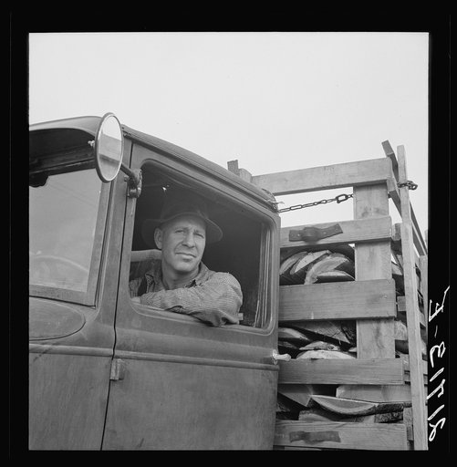 Untitled photo, possibly related to: Stump farmer hauling load of slab wood for sale in town. Bonner County, Idaho. See general caption 49