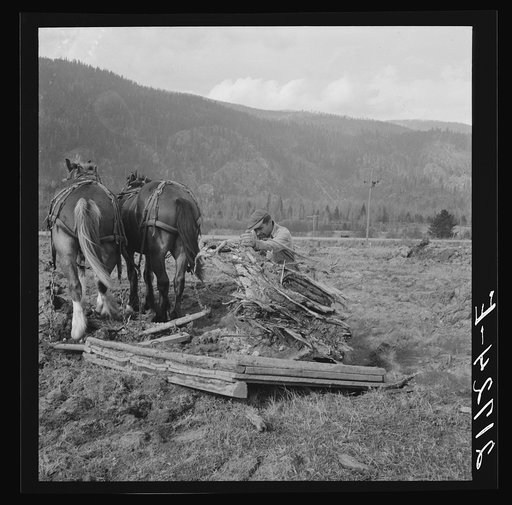 Ex-mill worker clears eight-acre field after bulldozer has pulled the stumps. Boundary County, Idaho. See general captions 55, 49