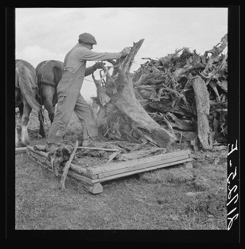 Untitled photo, possibly related to: Ex-mill worker clears eight-acre field after bulldozer has pulled the stumps. Boundary County, Idaho. See general captions 55, 49