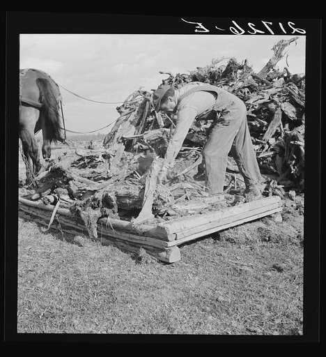 Ex-mill worker clears eight-acre field after bulldozer has pulled the stumps. Boundary County, Idaho. See general captions 55, 49