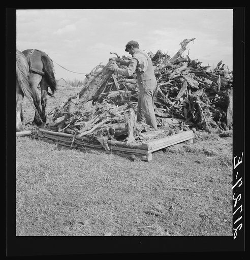 Untitled photo, possibly related to: Ex-mill worker clears eight-acre field after bulldozer has pulled the stumps. Boundary County, Idaho. See general captions 55, 49