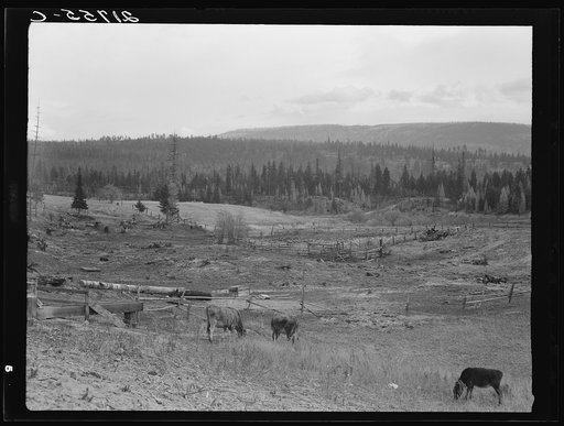 Looking over the Unruf farm from the barn. Note garden enclosed in fence. Boundary County, Idaho. See general caption 52