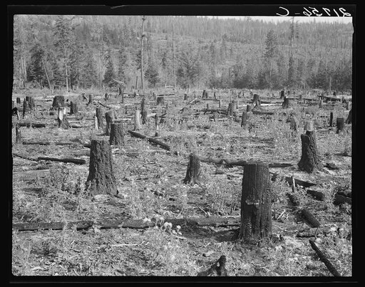 Part of uncleared land on farm on farm. Boundary County, Idaho. See general caption 49