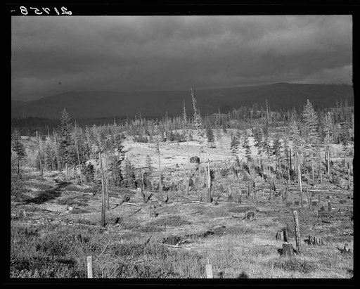 Cut-over landscape, approaching winter rain, showing settler's shack on poor sandy soil. Boundary County, Idaho. See general caption 49