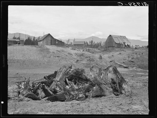 Stump pile, ready to burn, house, barn, and farm buildings on Unruf farm. Boundary County, Idaho. See general caption 52