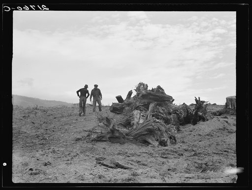 Father and son have cleared thirty acres of raw stump land in three years. Boundary County, Idaho. See general caption 52
