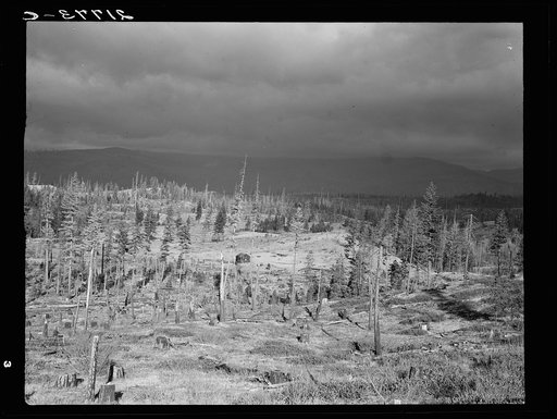 Untitled photo, possibly related to: Cut-over landscape, approaching winter rain, showing settler's shack on poor sandy soil. Boundary County, Idaho. See general caption 49