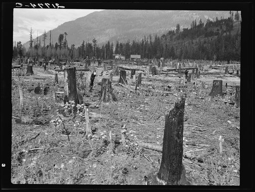 New farm home. Note second growth timber and portion of their uncleared land. Boundary County, Idaho. See general caption 49