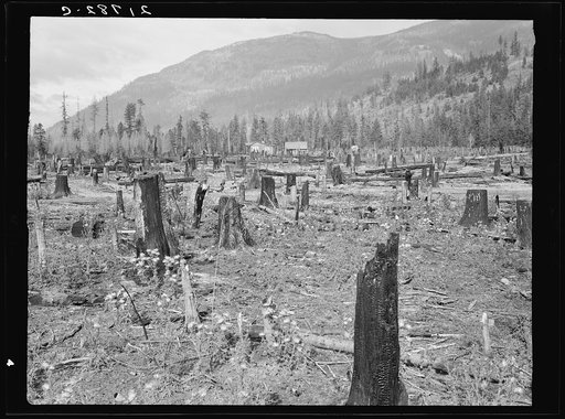Untitled photo, possibly related to: New farm home. Note second growth timber and portion of their uncleared land. Boundary County, Idaho. See general caption 49