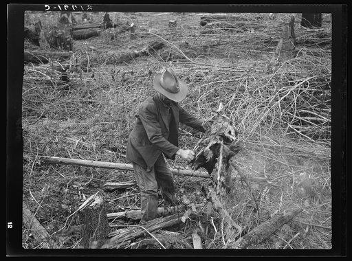 Untitled photo, possibly related to: Ex-Nebraska farmer and the piece of land which he hopes to clear next year. Bonner County, Idaho. See general caption 50