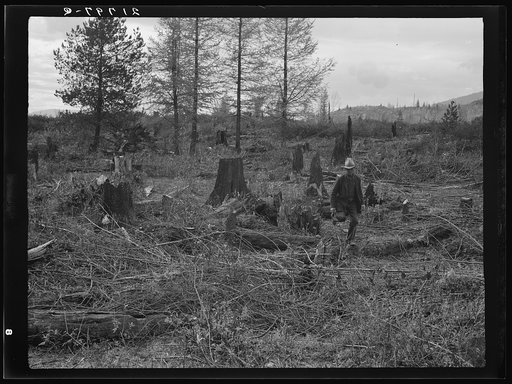 Untitled photo, possibly related to: Ex-Nebraska farmer and the piece of land which he hopes to clear next year. Bonner County, Idaho. See general caption 50