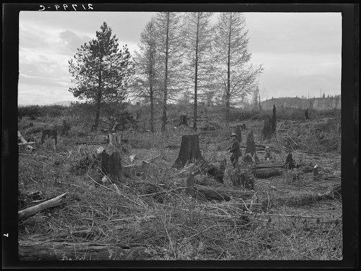 Untitled photo, possibly related to: Ex-Nebraska farmer and the piece of land which he hopes to clear next year. Bonner County, Idaho. See general caption 50