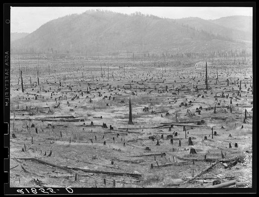 Priest River Valley, where many settlers grow hay between the stumps.  Bonner County, Idaho. See general caption 49