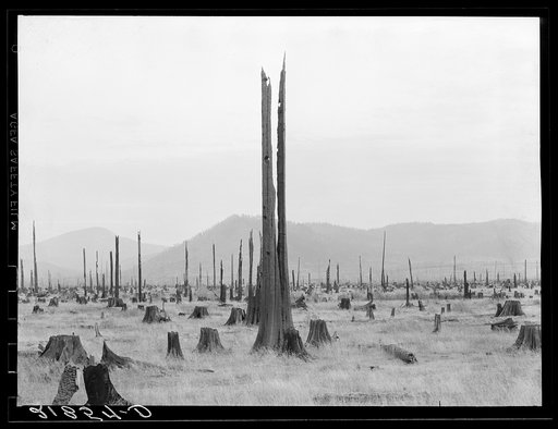 Untitled photo, possibly related to: Home of the FSA (Farm Security Administration) borrower who moved on this land six years ago, built log house and buildings. Cut enough hay between the stumps to feed eight cows, three calves and two horses through the winter of 1938. Three hundred and fifteen do