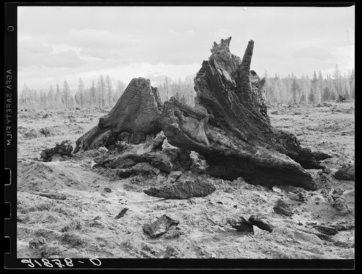 Cedar stump pile which is being burned off in field. Family is clearing this land by means of FSA (Farm Security Administration) loan. Boundary County, Idaho. See general caption 55
