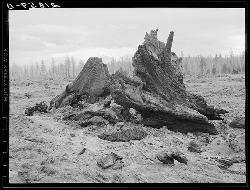 Untitled photo, possibly related to: Cedar stump pile which is being burned off in field. Family is clearing this land by means of FSA (Farm Security Administration) loan. Boundary County, Idaho. See general caption 55