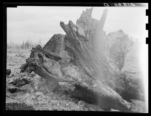 Untitled photo, possibly related to: Cedar stump pile which is being burned off in field. Family is clearing this land by means of FSA (Farm Security Administration) loan. Boundary County, Idaho. See general caption 55