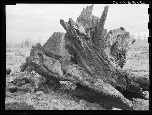 Untitled photo, possibly related to: Cedar stump pile which is being burned off in field. Family is clearing this land by means of FSA (Farm Security Administration) loan. Boundary County, Idaho. See general caption 55