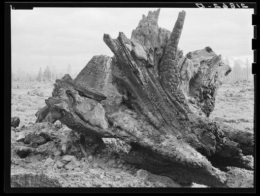 Cedar stump in field which family is clearing by means of FSA (Farm Security Administration) loan. Boundary County, Idaho. See general caption 55