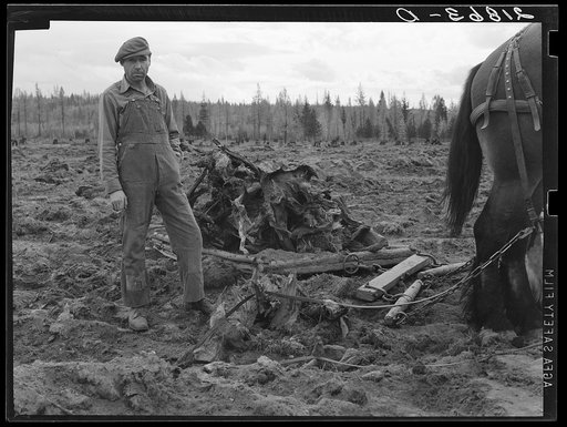 Untitled photo, possibly related to: Ex-lumber mill worker clears eight-acre field after bulldozer has pulled stumps. Boundary stumps. Boundary County, Idaho. See general caption 49