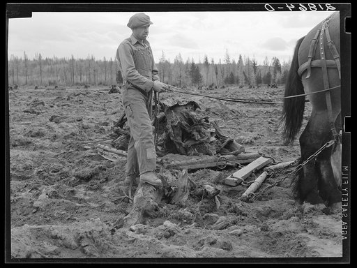 Untitled photo, possibly related to: Ex-lumber mill worker clears eight-acre field after bulldozer has pulled stumps. Boundary stumps. Boundary County, Idaho. See general caption 49