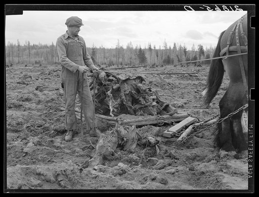 Untitled photo, possibly related to: Ex-lumber mill worker clears eight-acre field after bulldozer has pulled stumps. Boundary stumps. Boundary County, Idaho. See general caption 49