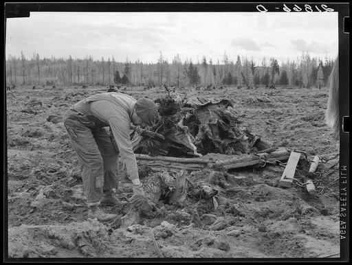 Untitled photo, possibly related to: Ex-lumber mill worker clears eight-acre field after bulldozer has pulled stumps. Boundary stumps. Boundary County, Idaho. See general caption 49