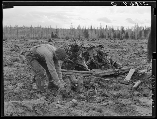 Ex-lumber mill worker clears eight-acre field after bulldozer has pulled stumps. Boundary stumps. Boundary County, Idaho. See general caption 49