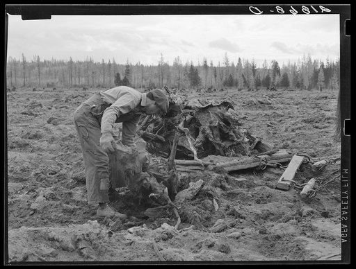 Untitled photo, possibly related to: Ex-lumber mill worker clears eight-acre field after bulldozer has pulled stumps. Boundary stumps. Boundary County, Idaho. See general caption 49