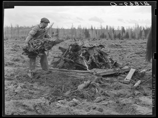 Ex-lumber mill worker clears eight-acre field after bulldozer has pulled stumps. Boundary stumps. Boundary County, Idaho. See general caption 49