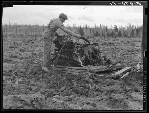 Untitled photo, possibly related to: Ex-lumber mill worker clears eight-acre field after bulldozer has pulled stumps. Boundary stumps. Boundary County, Idaho. See general caption 49