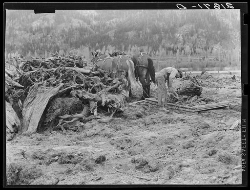 Ex-lumber mill worker clears eight-acre field after bulldozer has pulled stumps. Boundary stumps. Boundary County, Idaho. See general caption 49