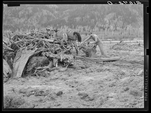 Untitled photo, possibly related to: Ex-lumber mill worker clears eight-acre field after bulldozer has pulled stumps. Boundary stumps. Boundary County, Idaho. See general caption 49