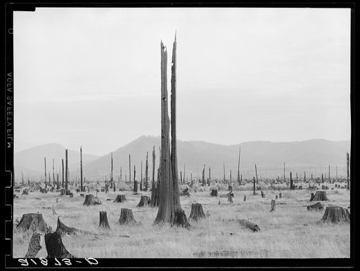 Shows character of land which new settlers are buying in the Priest River Valley, Idaho. See general caption 49