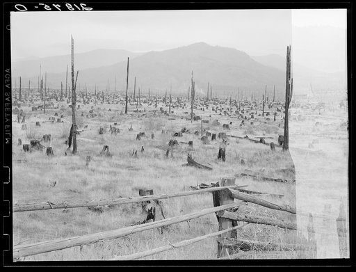 Untitled photo, possibly related to: Cleared piece of land, fence, and uncleared land. Priest River Valley, Bonner County, Idaho