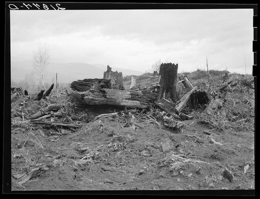 Untitled photo, possibly related to: New settlers shack at foot of hills on poor sandy soil. Boundary County, Idaho. See general caption 49