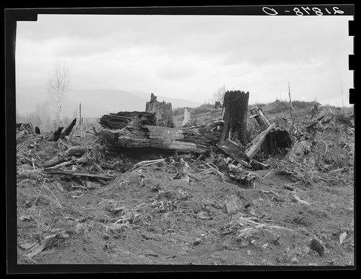 New settlers shack at foot of hills on poor sandy soil. Boundary County, Idaho. See general caption 49