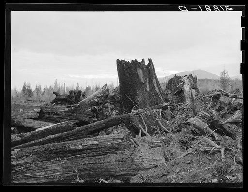Stumps on Cox farm piled and ready for burning. Bonner County, Idaho. See general caption 50