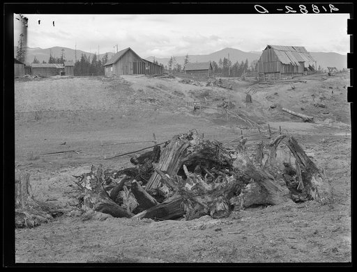 Untitled photo, possibly related to: The Unruf family, stump pile, and their partly developed farm. Boundary County, Idaho. See general caption 52