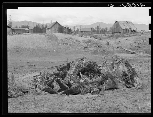 Untitled photo, possibly related to: The Unruf family, stump pile, and their partly developed farm. Boundary County, Idaho. See general caption 52