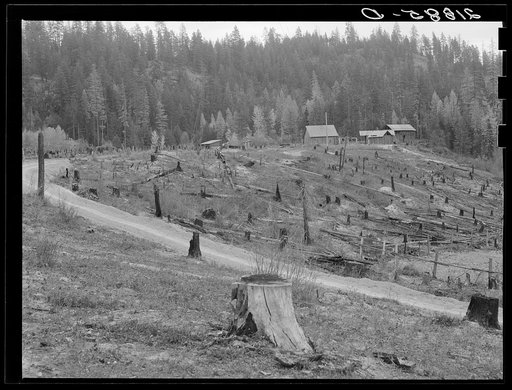 Untitled photo, possibly related to: New settlers shack at foot of hills on poor sandy soil. Boundary County, Idaho. See general caption 49