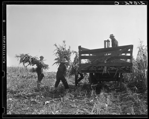 Untitled photo, possibly related to: One of the eight cooperating farmers drive loaded wagons to the silo. Yamhill County, Oregon