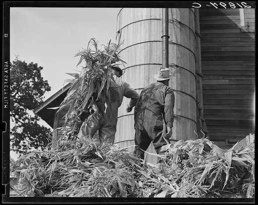Untitled photo, possibly related to: Cooperating farmers feeding corn from the wagon through the ensilage cutter from which it is blown thru the pipe into the silo. Yamhill County, Oregon. See general caption 48