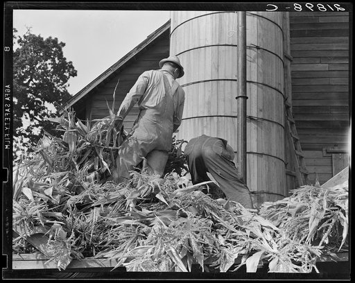 Cooperating farmers feeding corn from the wagon through the ensilage cutter from which it is blown thru the pipe into the silo. Yamhill County, Oregon. See general caption 48