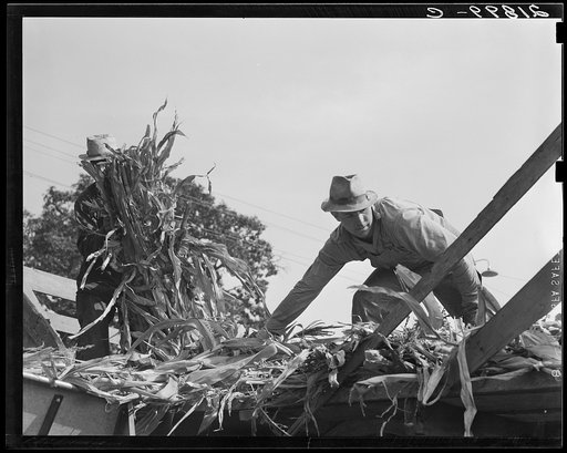 Untitled photo, possibly related to: Cooperating farmers feeding corn from the wagon through the ensilage cutter from which it is blown thru the pipe into the silo. Yamhill County, Oregon. See general caption 48