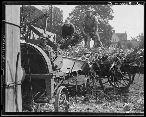 Untitled photo, possibly related to: Cooperating farmers feeding corn from the wagon through the ensilage cutter from which it is blown thru the pipe into the silo. Yamhill County, Oregon. See general caption 48