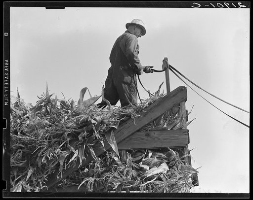 One of the eight cooperating farmers drive loaded wagons to the silo.  Yamhill County, Oregon